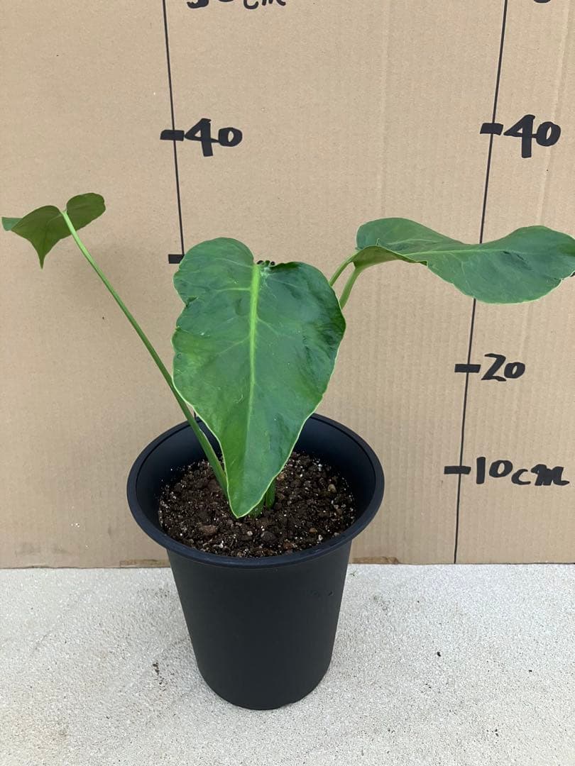 モンステラ　デリシオーサ実生株　斑入り　変異株凸凹葉っぱ　2鉢セット