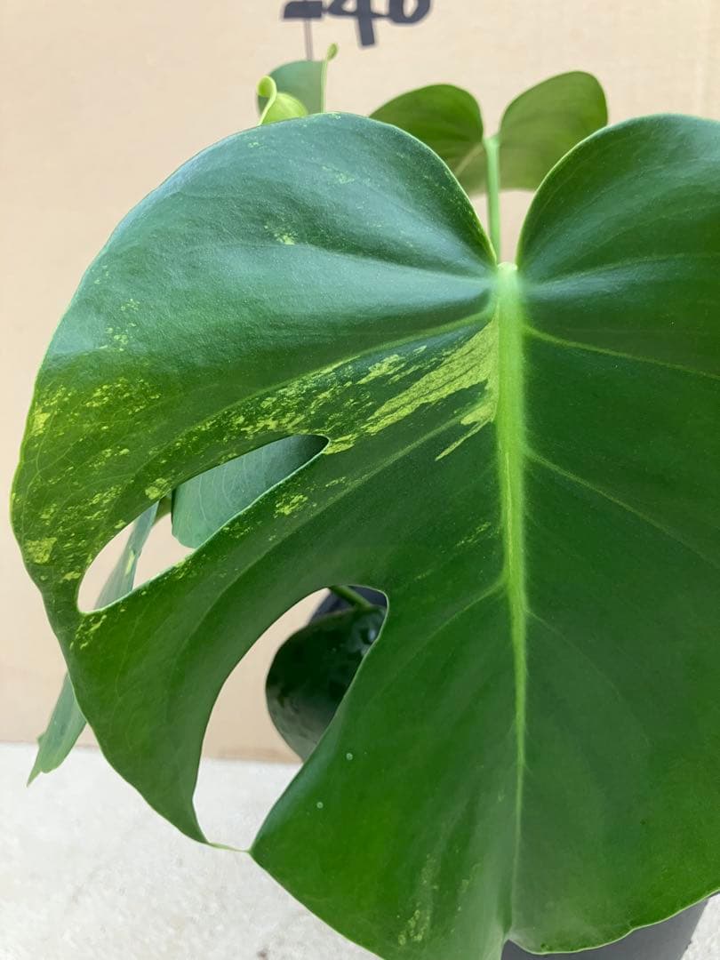 モンステラ　デリシオーサ実生株　斑入り　変異株凸凹葉っぱ　2鉢セット