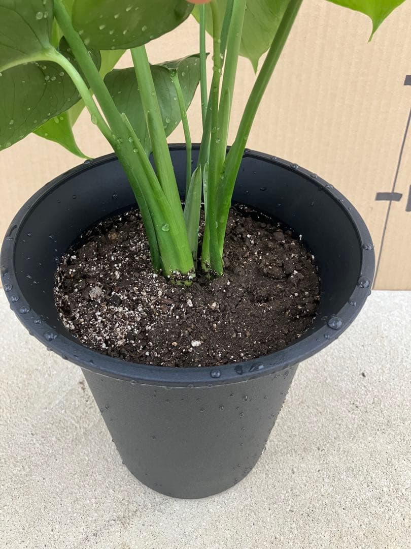 モンステラ　デリシオーサ実生株　斑入り　変異株凸凹葉っぱ　2鉢セット