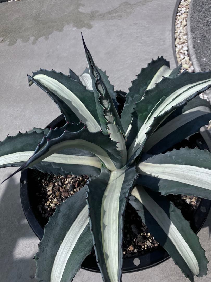 F*u様 【‼︎大株‼︎】アガベ　アメリカーナ　華厳　メディオピクタ　アルバ