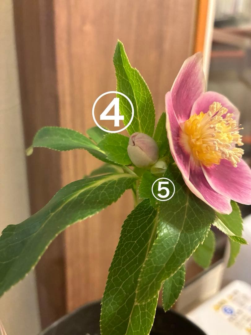 ♡広瀬園芸♡ S Sピンクぼかし　イエローネクタリ ソレイユ系