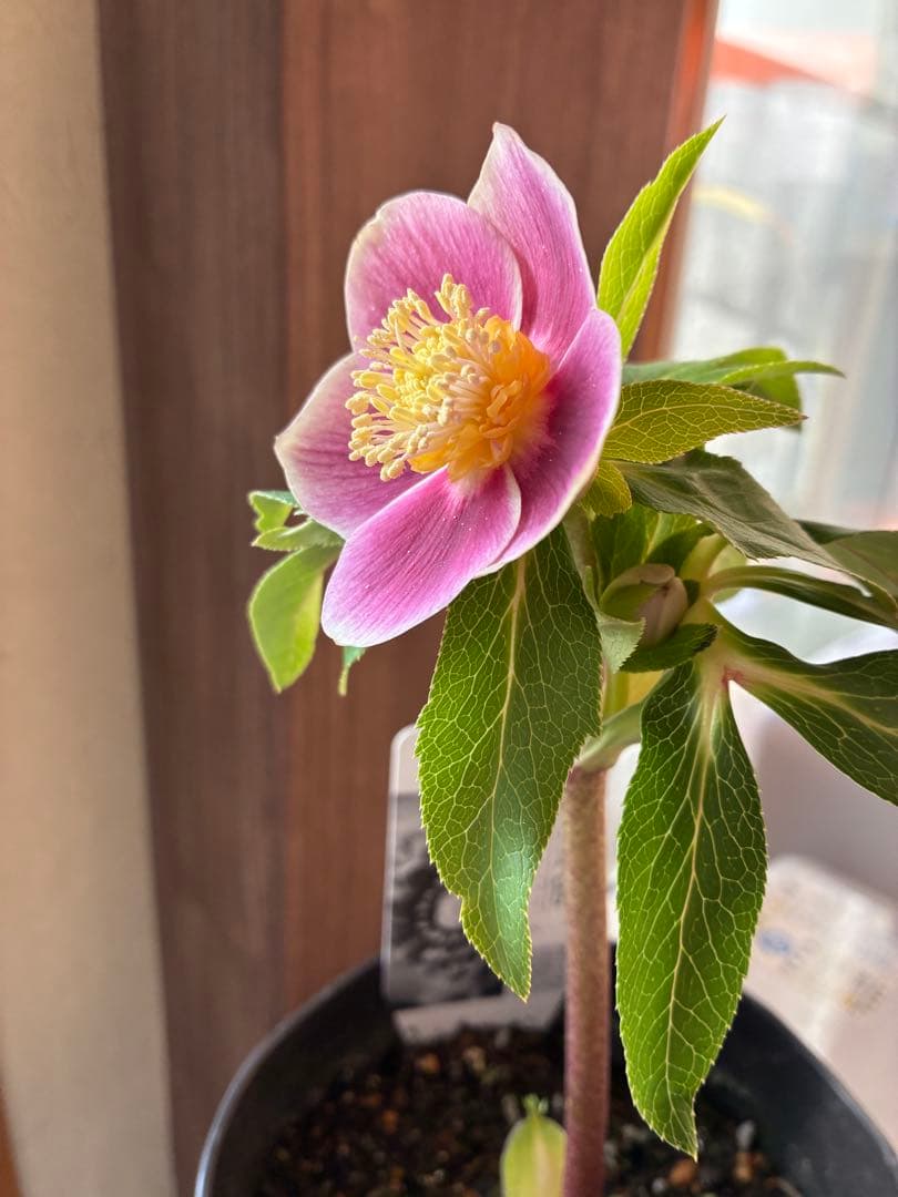 ♡広瀬園芸♡ S Sピンクぼかし　イエローネクタリ ソレイユ系