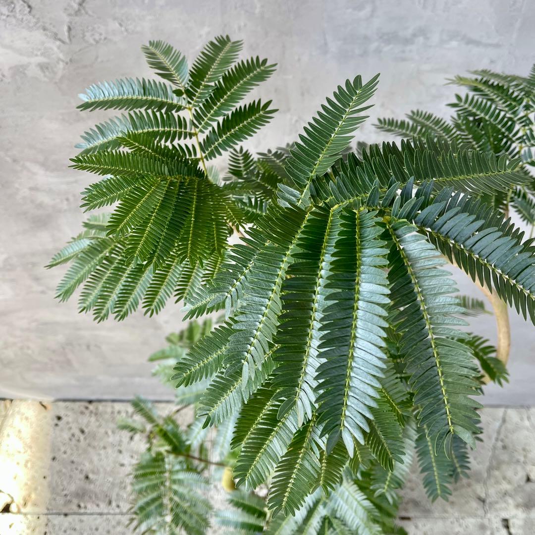 美形　大型　エバーフレッシュ　S字仕立て　10号　バルーン陶器鉢　植え込み発送