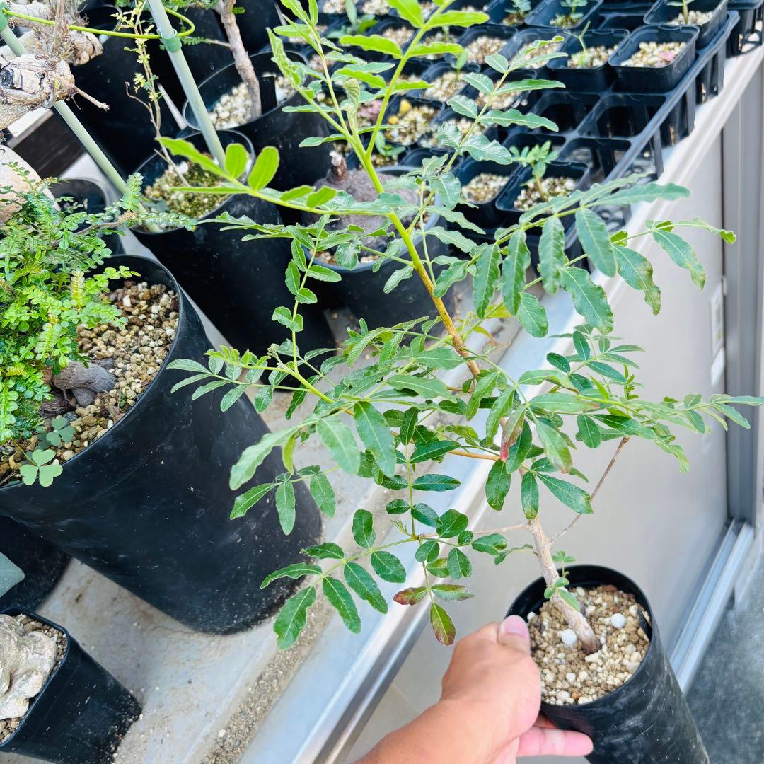 短期間限定超特価！実生 オペルクリカリア ムルチジュガ 希少 塊根 パワータンク