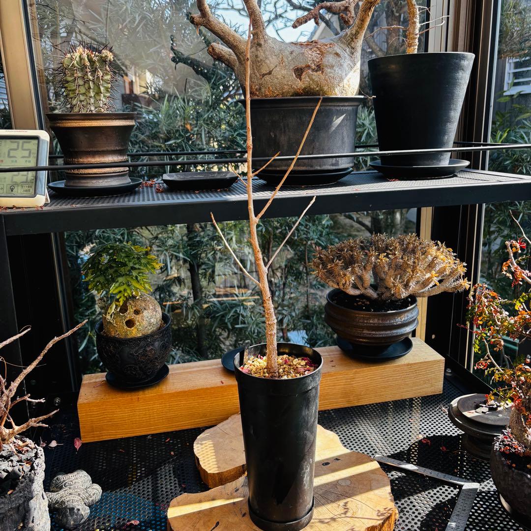 短期間限定超特価！実生 オペルクリカリア ムルチジュガ 希少 塊根 パワータンク