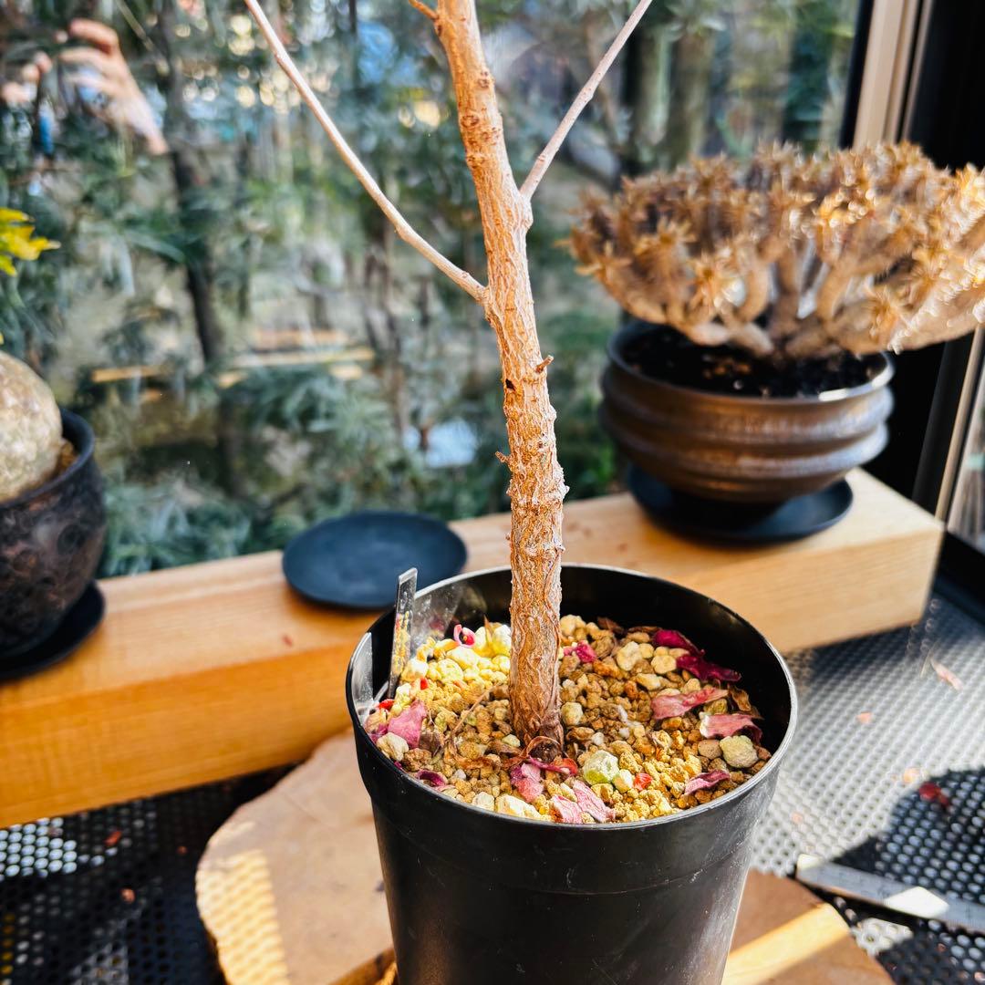 短期間限定超特価！実生 オペルクリカリア ムルチジュガ 希少 塊根 パワータンク