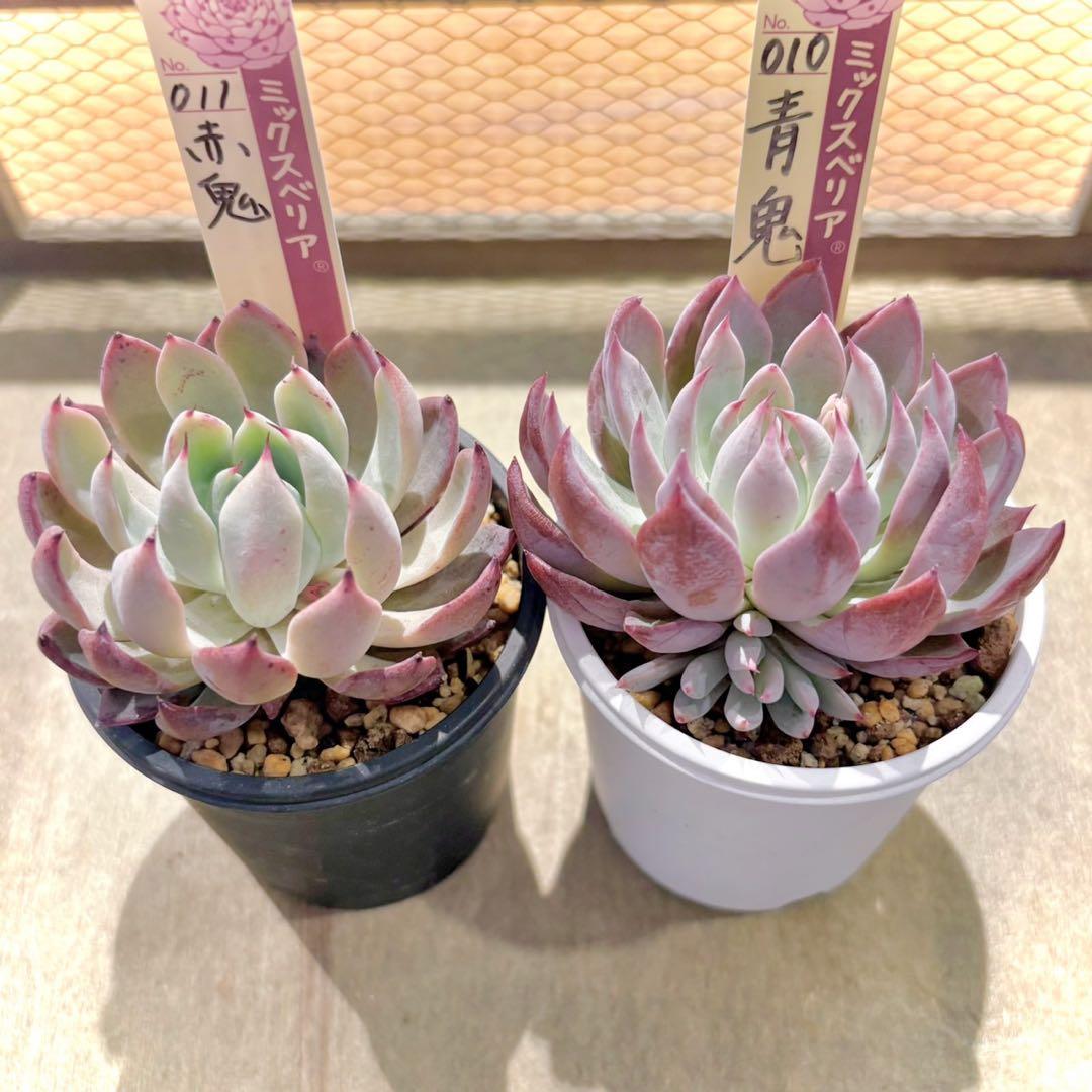 仕*す様 札付き　赤鬼　青鬼　抜き苗セット　多肉植物　エケベリア　ミックスベリア