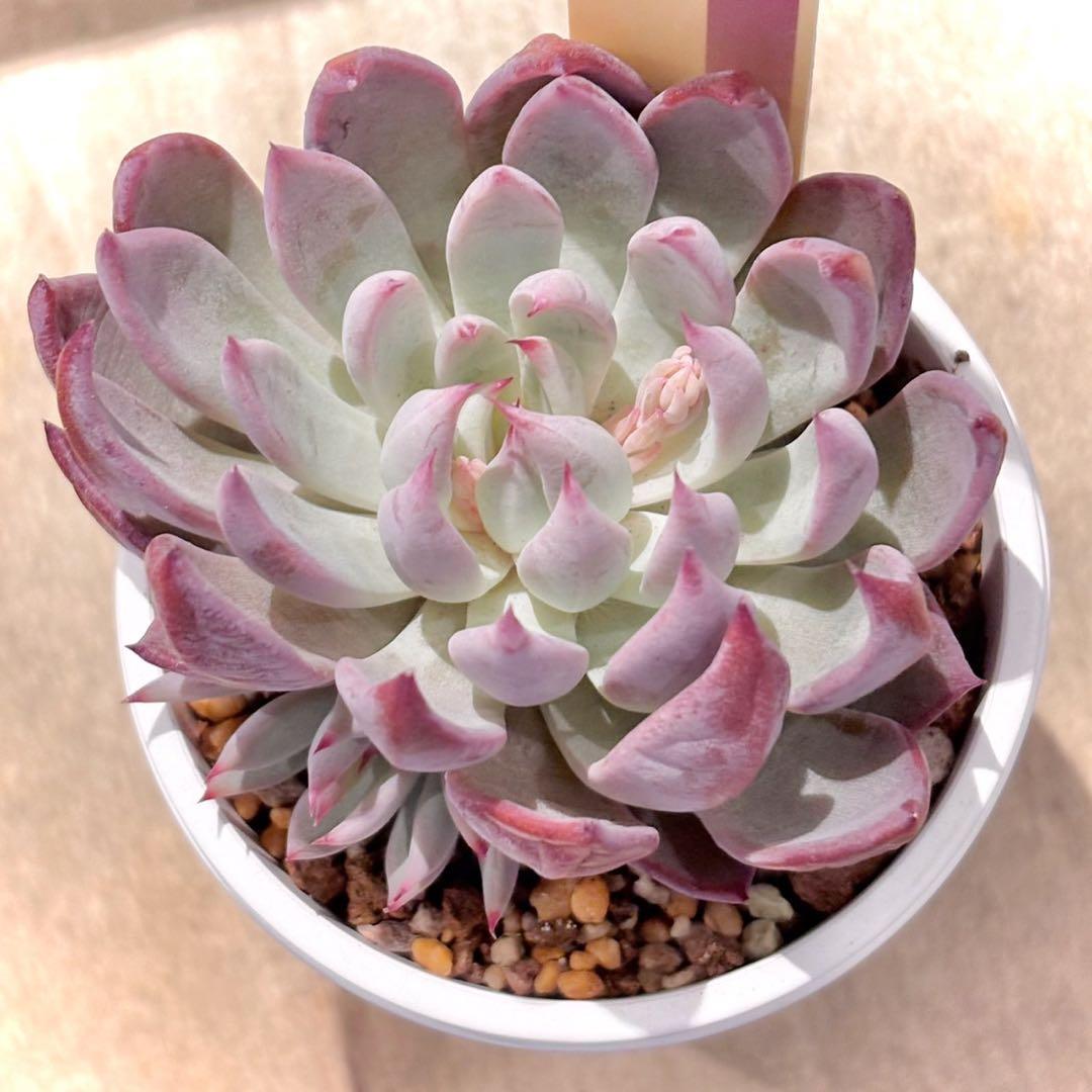 仕*す様 札付き　赤鬼　青鬼　抜き苗セット　多肉植物　エケベリア　ミックスベリア