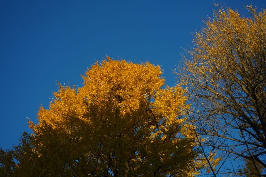 レンズ(単焦点) 070_Nikon W-Nikkor 35mm F3.5 (L Mount)