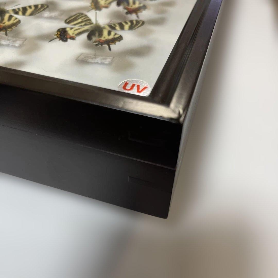 ギフチョウ　ドイツ箱入り