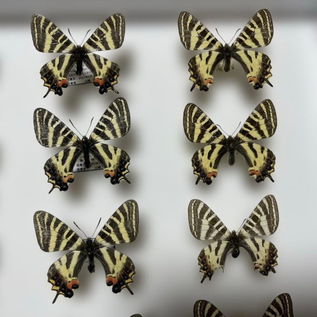 ギフチョウ　ドイツ箱入り