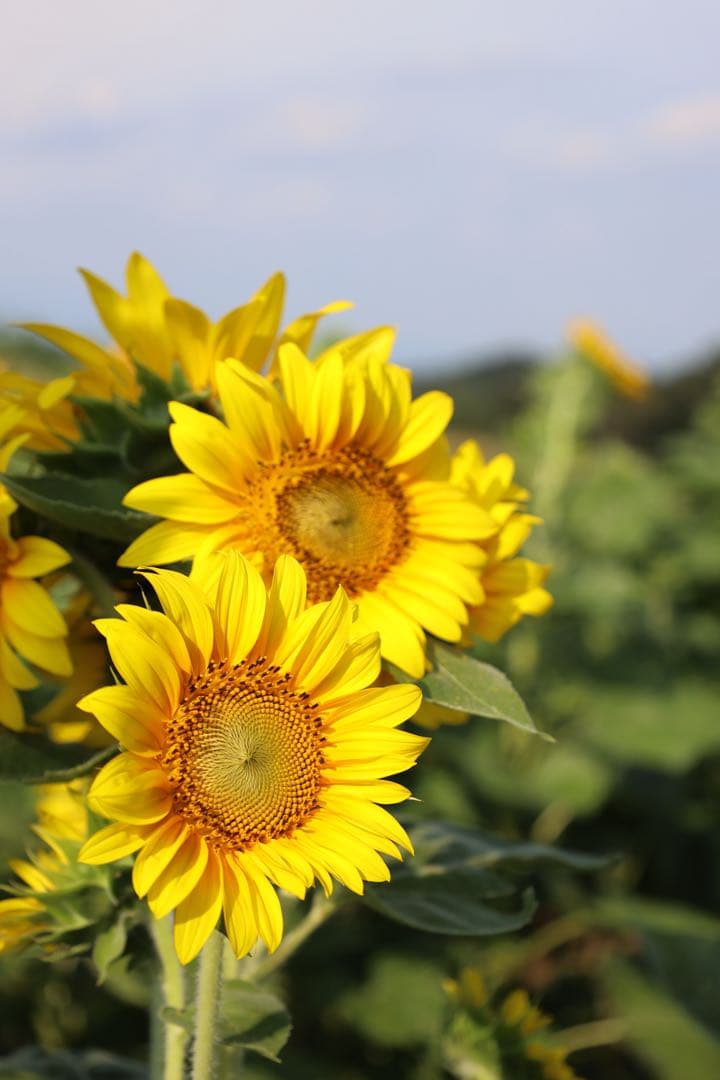 週末価格‼️7日まで出品‼️ Canon RF 24-105mm F4ー7.1 IS