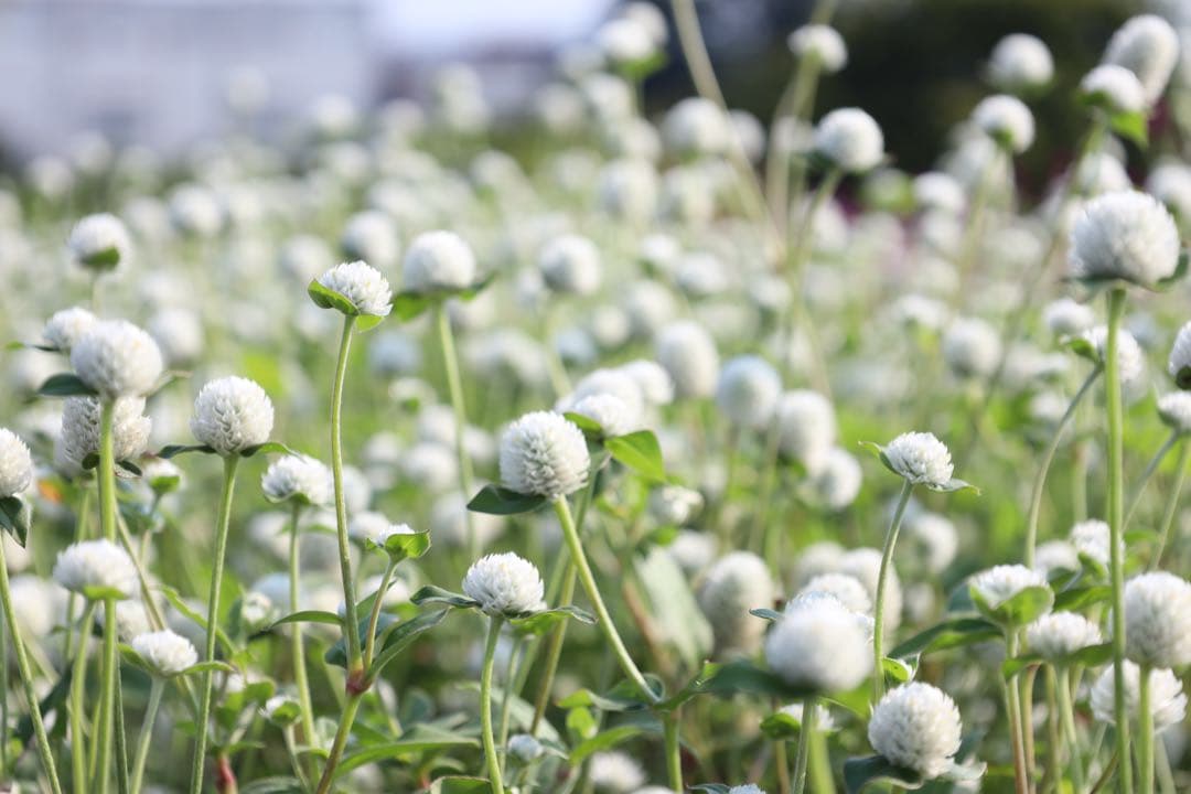 週末価格‼️7日まで出品‼️ Canon RF 24-105mm F4ー7.1 IS