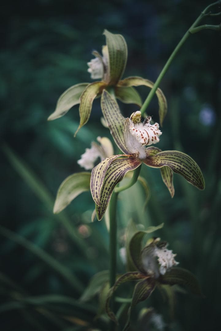 奇抜な銀レンズ！東京光学 Topcor 50mm F3.5 オールドレンズ