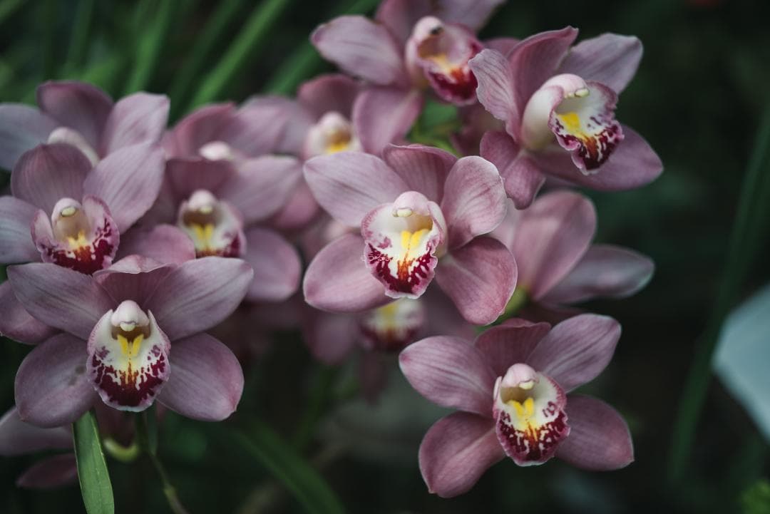 奇抜な銀レンズ！東京光学 Topcor 50mm F3.5 オールドレンズ