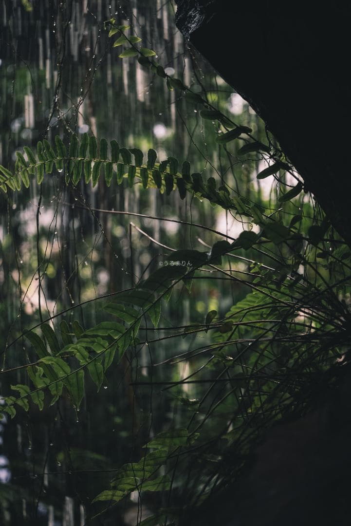 奇抜な銀レンズ！東京光学 Topcor 50mm F3.5 オールドレンズ