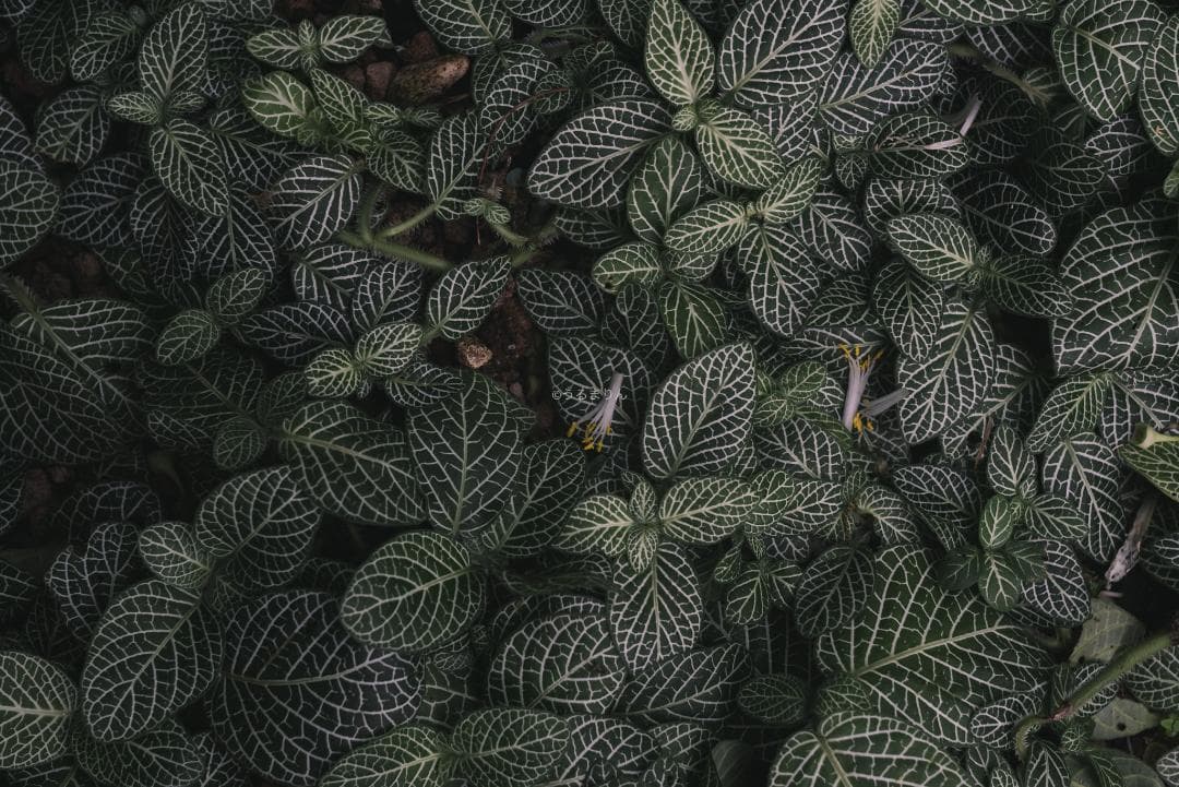 奇抜な銀レンズ！東京光学 Topcor 50mm F3.5 オールドレンズ