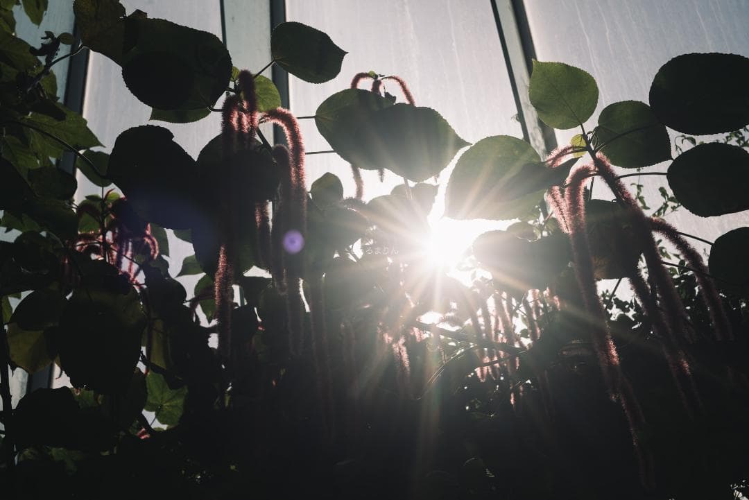 奇抜な銀レンズ！東京光学 Topcor 50mm F3.5 オールドレンズ