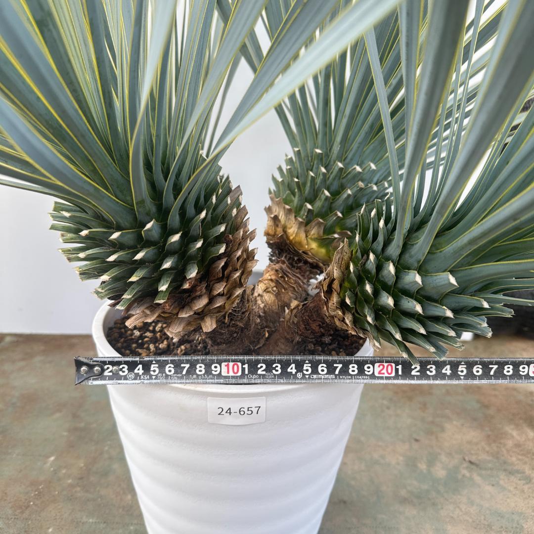 ユッカ　ロストラータ【24-657】4頭株　シルバーブルー