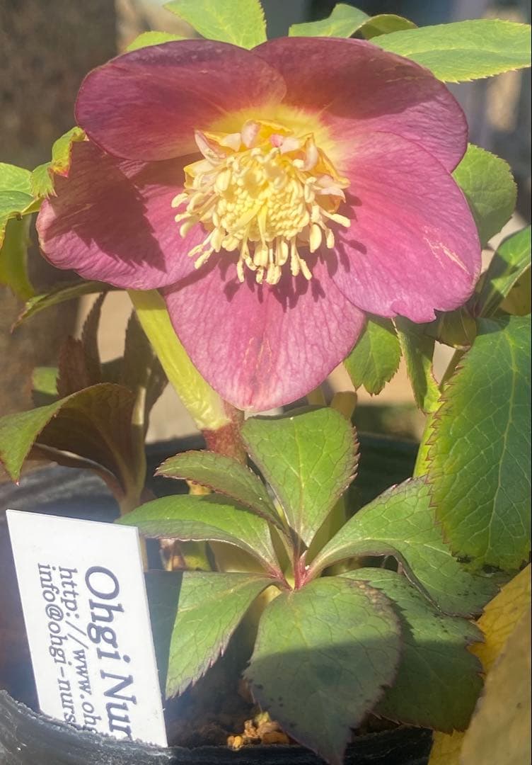 値下不可 クリスマスローズ 蜃気楼hyb.sd大木ナーセリー今年購入開花株