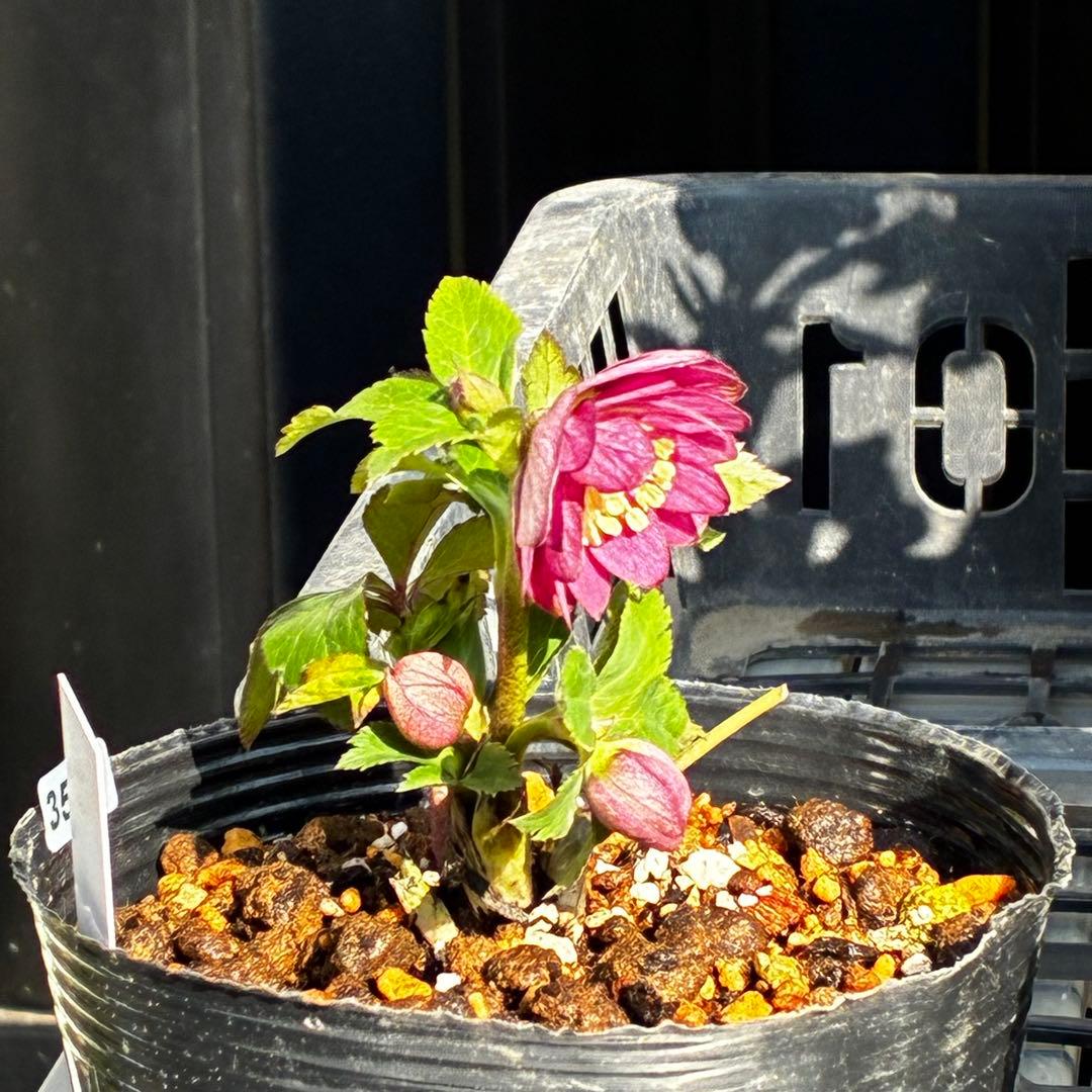 ま*ぎ様 3538☘️蕾花タグ付き☘️⭐️渋み紅ピンク⭐️超小輪⭐️超コンパクト