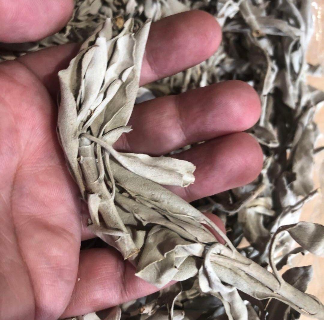 激安価格☆無農薬ホワイトセージ枝付きクラスター1KGお香浄化業務用価額