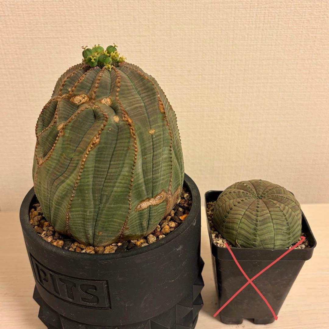 G*N様 ユーフォルビア オベサ キングサイズ モンスト 稜乱れ 特大 鉢植え