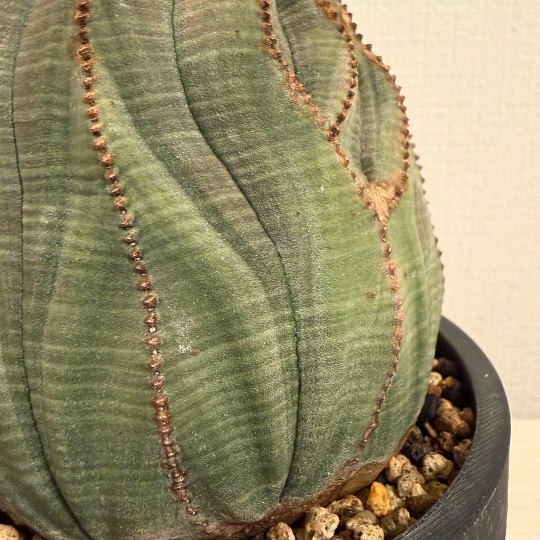 G*N様 ユーフォルビア オベサ キングサイズ モンスト 稜乱れ 特大 鉢植え