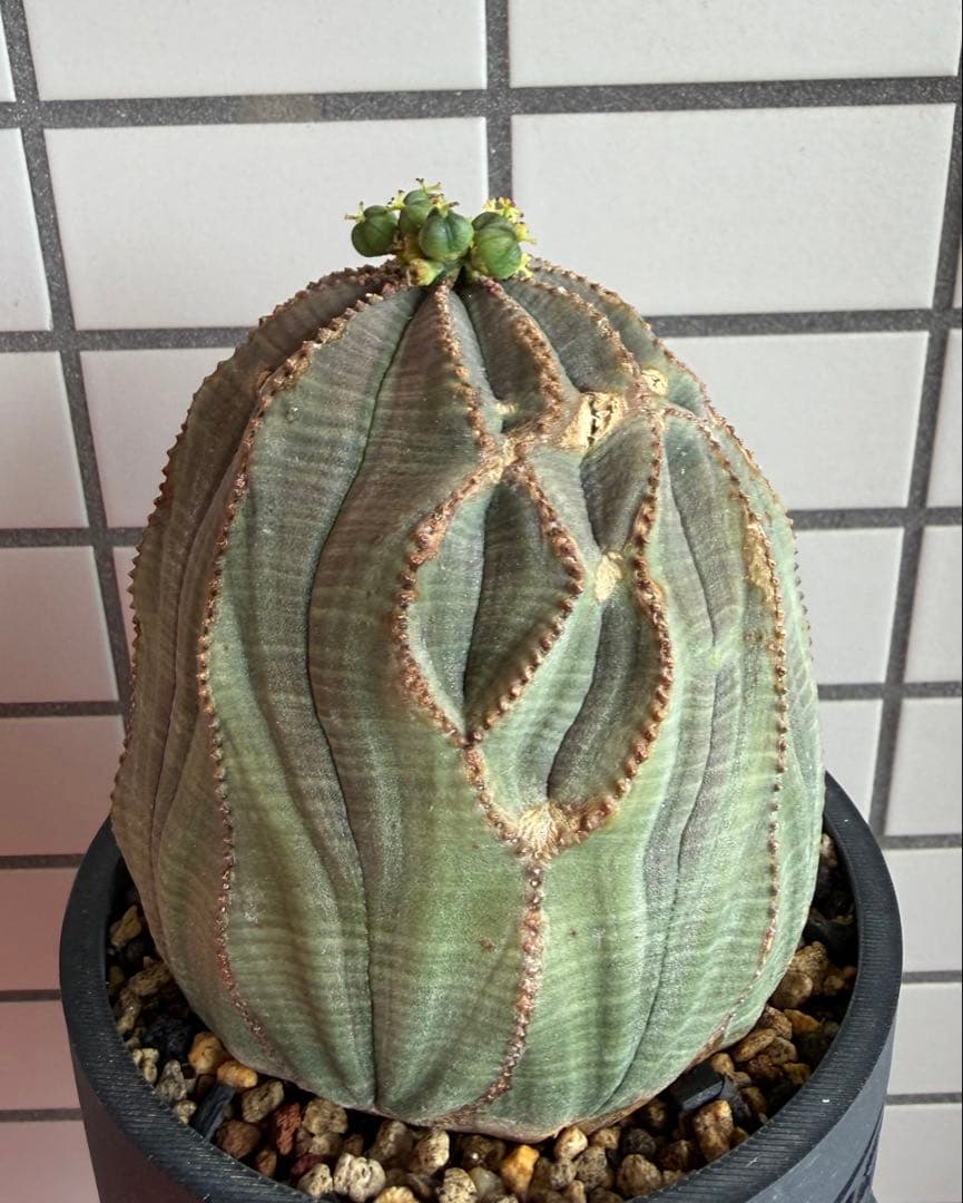 G*N様 ユーフォルビア オベサ キングサイズ モンスト 稜乱れ 特大 鉢植え