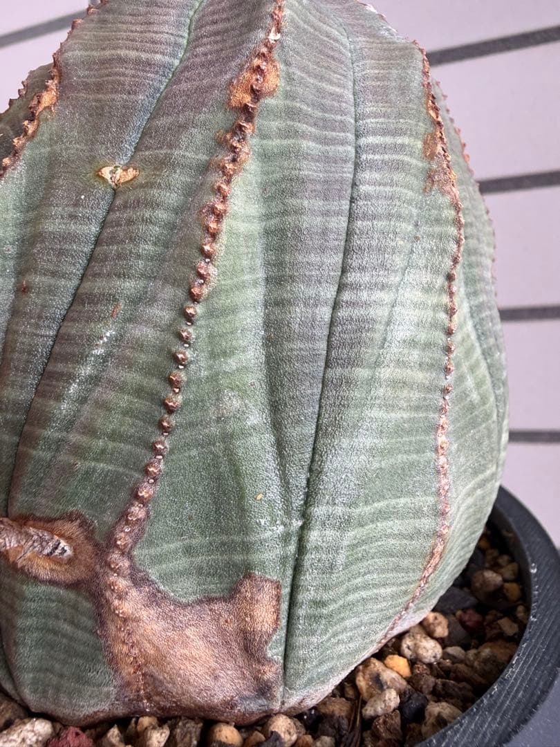 G*N様 ユーフォルビア オベサ キングサイズ モンスト 稜乱れ 特大 鉢植え