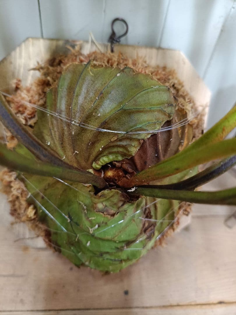 plants selectページK282【板付！】ビカクシダ リドレイ