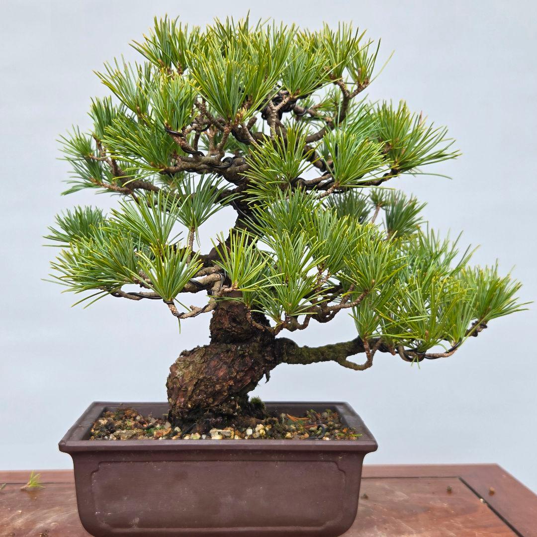 五葉松　[模様木]　貴風盆栽