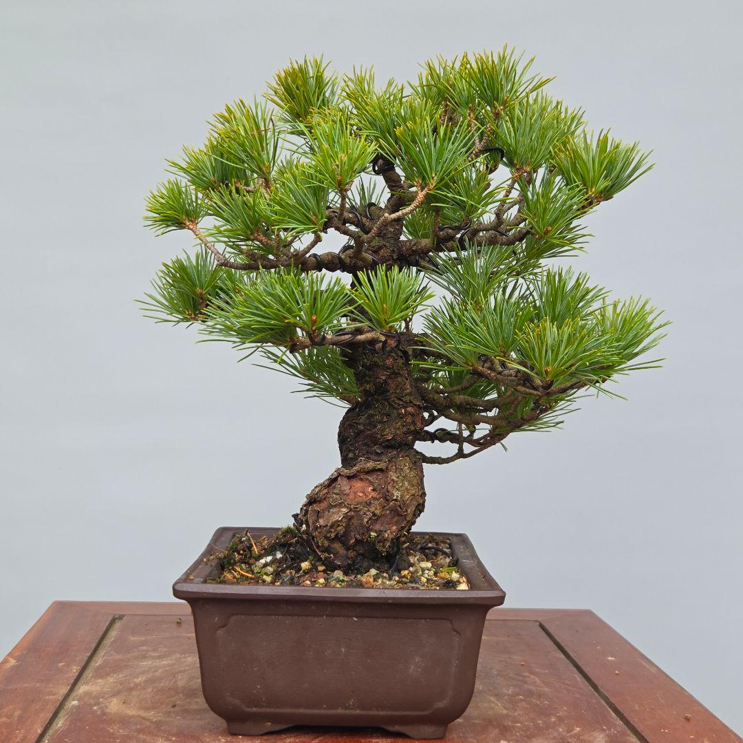 五葉松　[模様木]　貴風盆栽