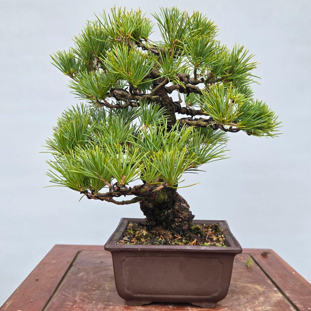 五葉松　[模様木]　貴風盆栽