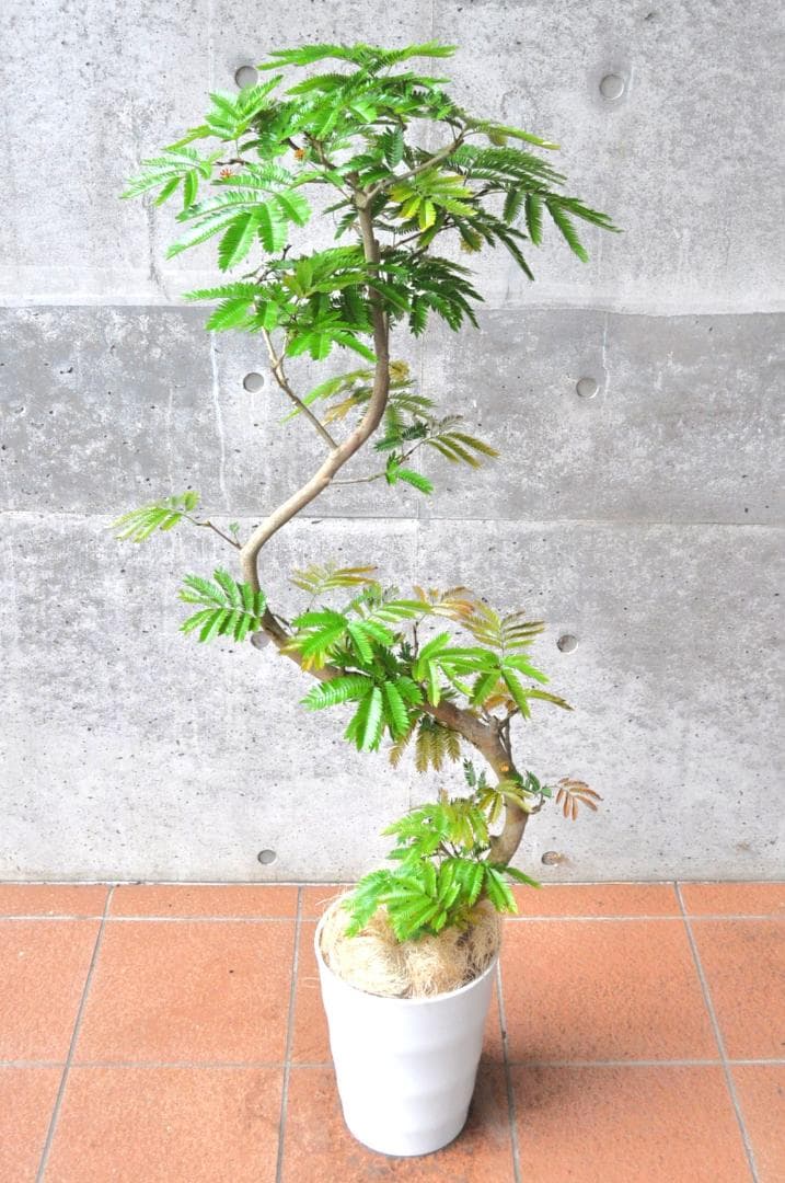 エバーフレッシュ 138cm８号 S-shaped tree form