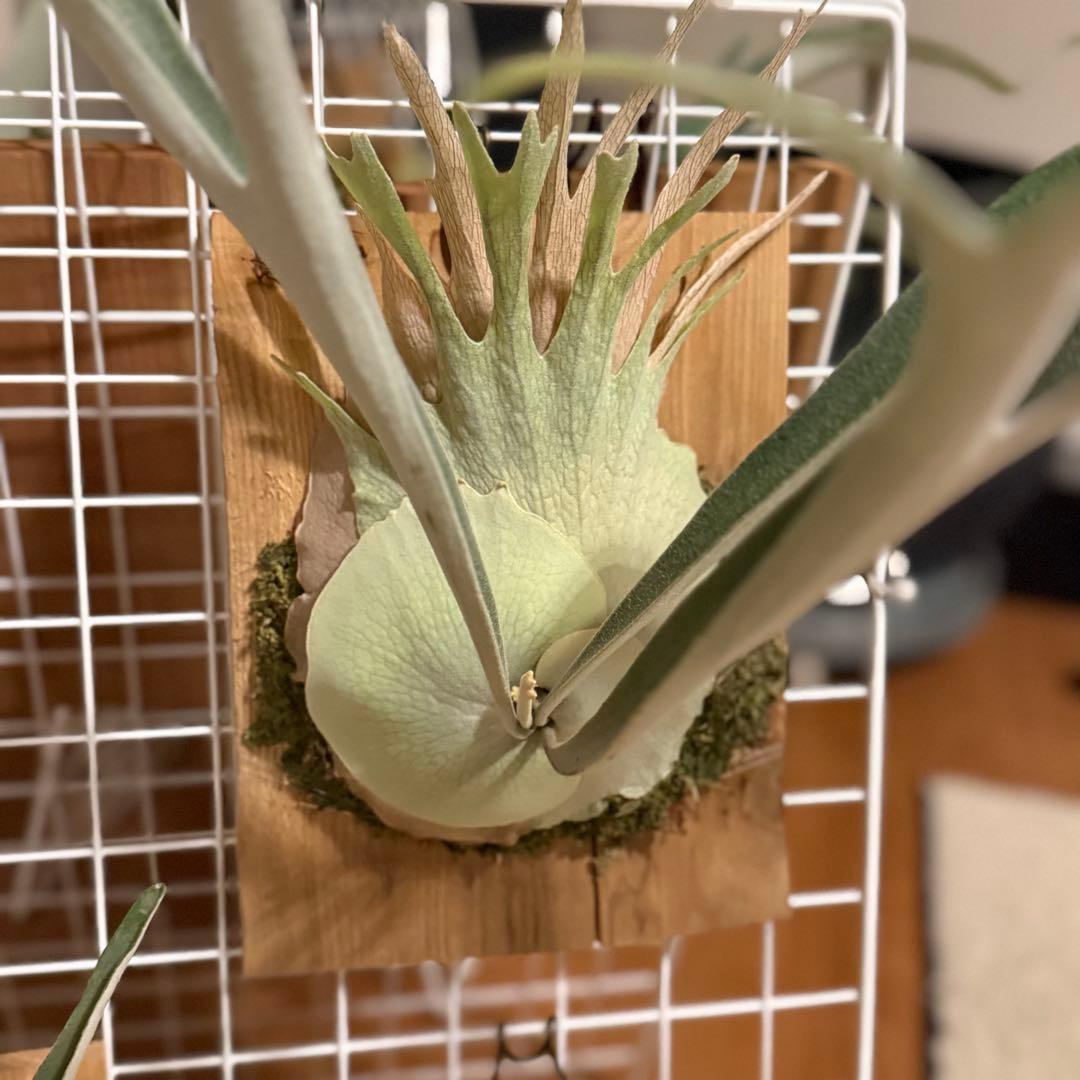 ビカクシダ　veitchii wild 美株