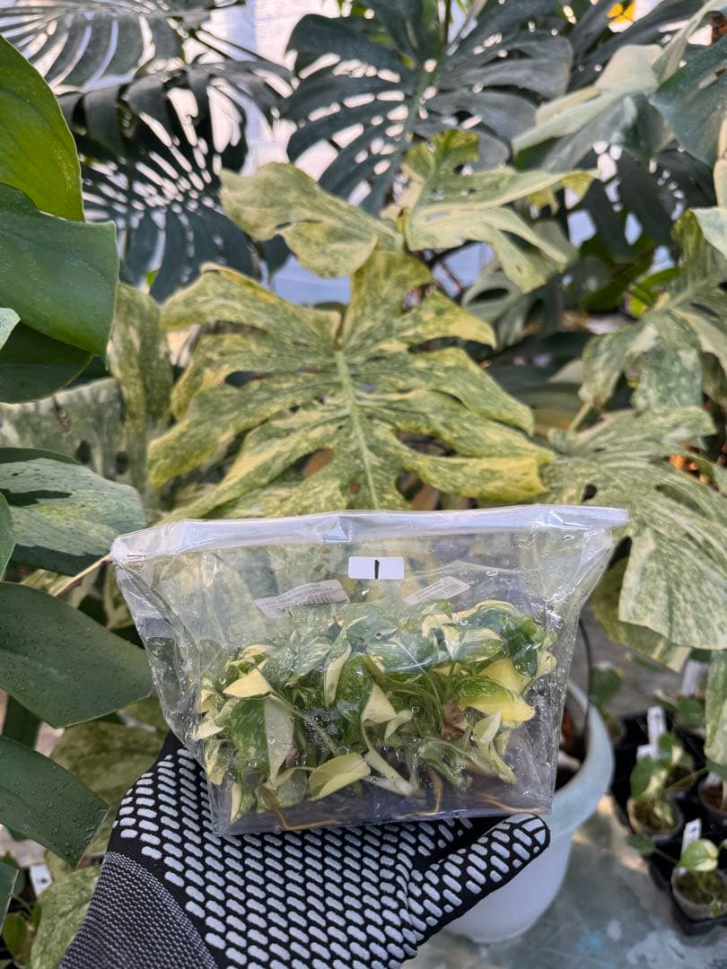 1モンステラ　タイコンステレーション　美斑入り　組織培養苗　30株まとめ