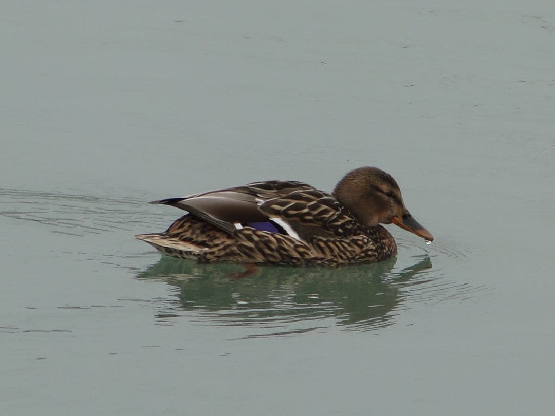 動作確認済 ネオ一眼Sony CyberShot DSC-HX1 付属品セット