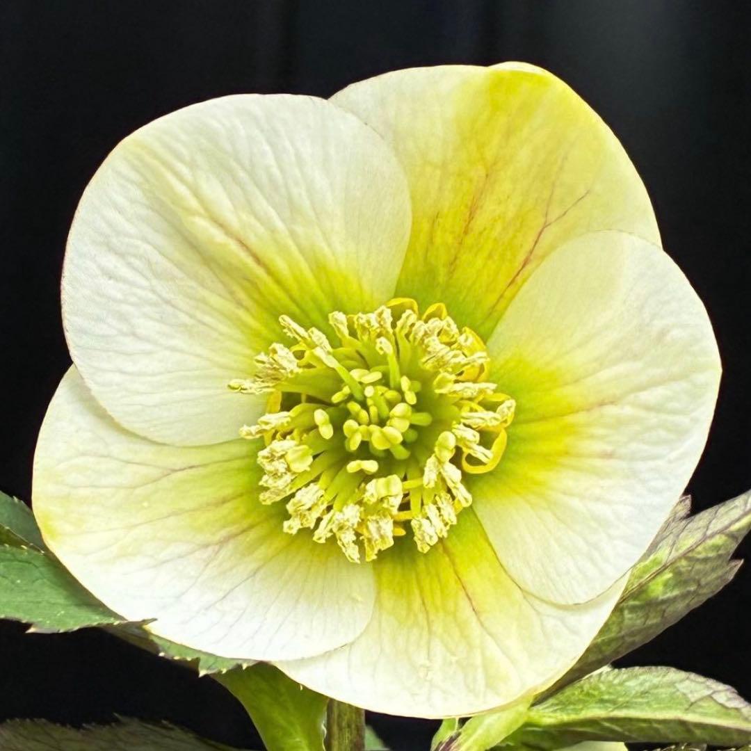 ま*ぎ様 3471☘️花、タグ付き☘️⭐️ポーセリン⭐️繊細柄⭐️小輪⭐️渋葉⭐