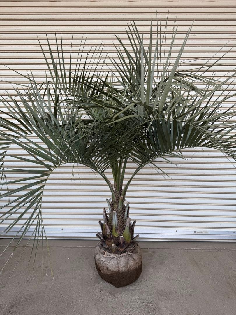 送料込み　ココスヤシ　シルバーリーフ　幹太　形状良　庭木　シンボルツリー
