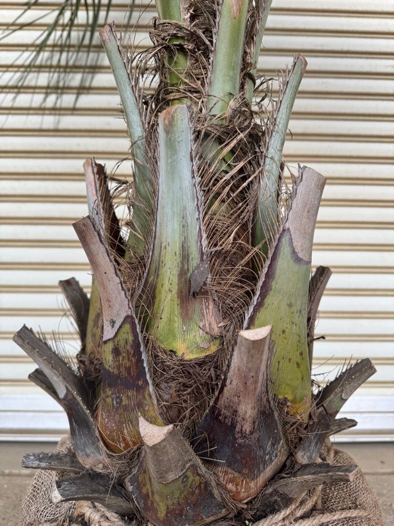 送料込み　ココスヤシ　シルバーリーフ　幹太　形状良　庭木　シンボルツリー