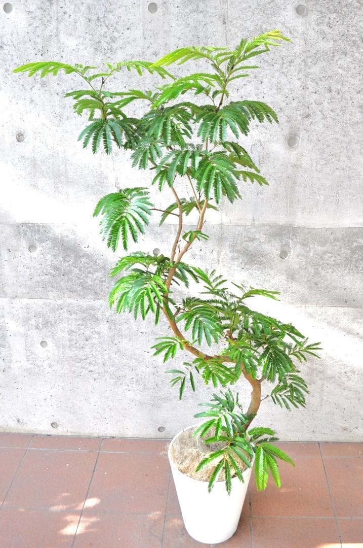 エバーフレッシュ 155cm 10号 S-shaped tree form