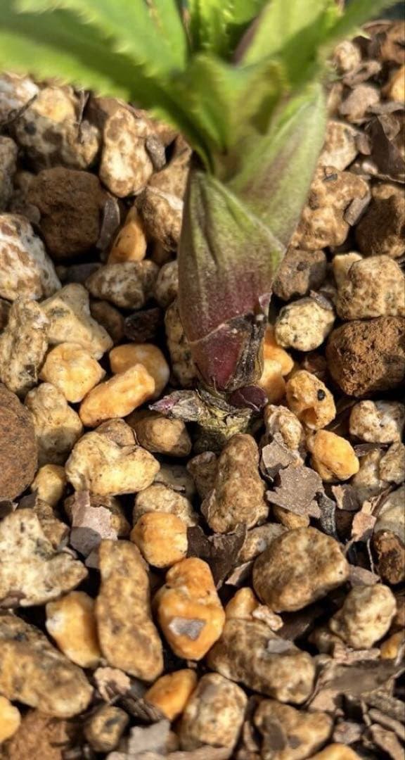 クリスマスローズ　ヨシノ