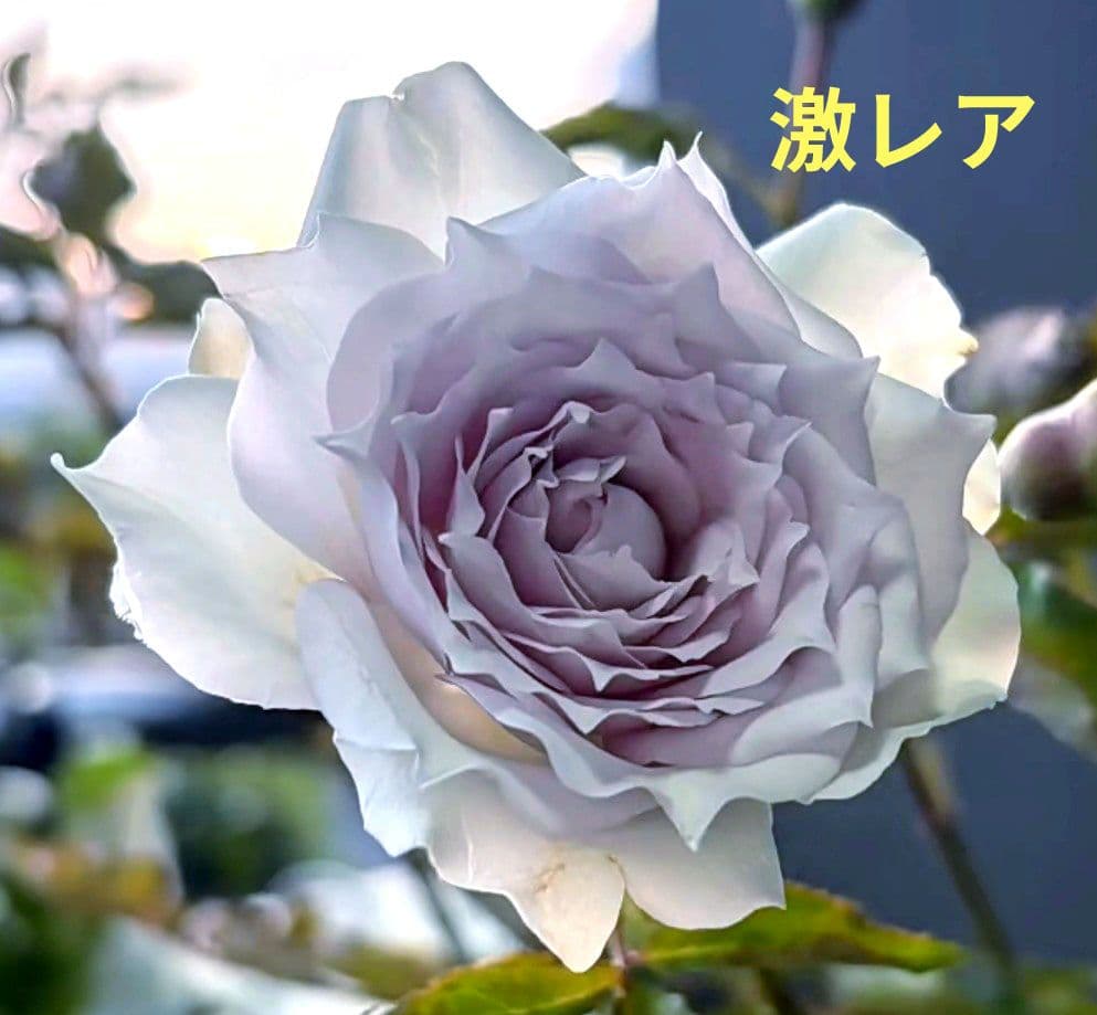 激レア　バラ苗　シルバーグレーの海外新品種　1株のみ　入手困難