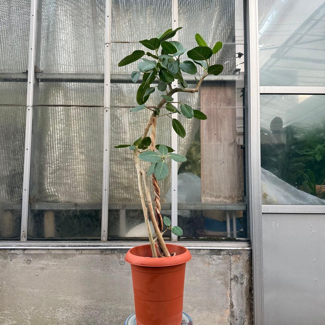【希少幹】フィカス ベンガレンシス 幹曲がり 幹ねじれ 10号鉢