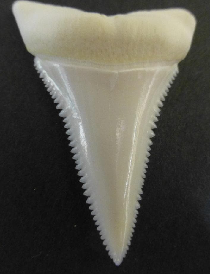 【ジャスパー】ホホジロザメ（C. carcharias）の歯 45.1mm