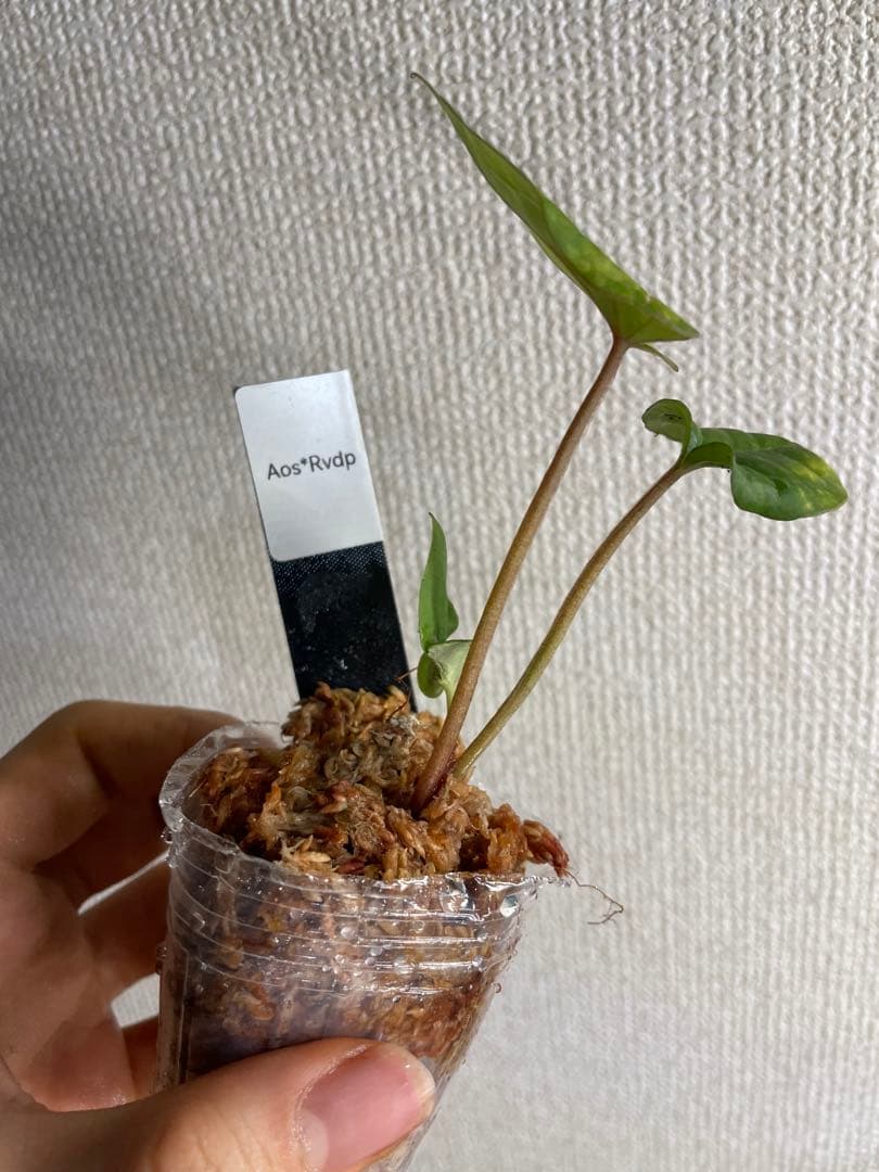 J*様 Anthurium AOS✖️RVDP斑入り