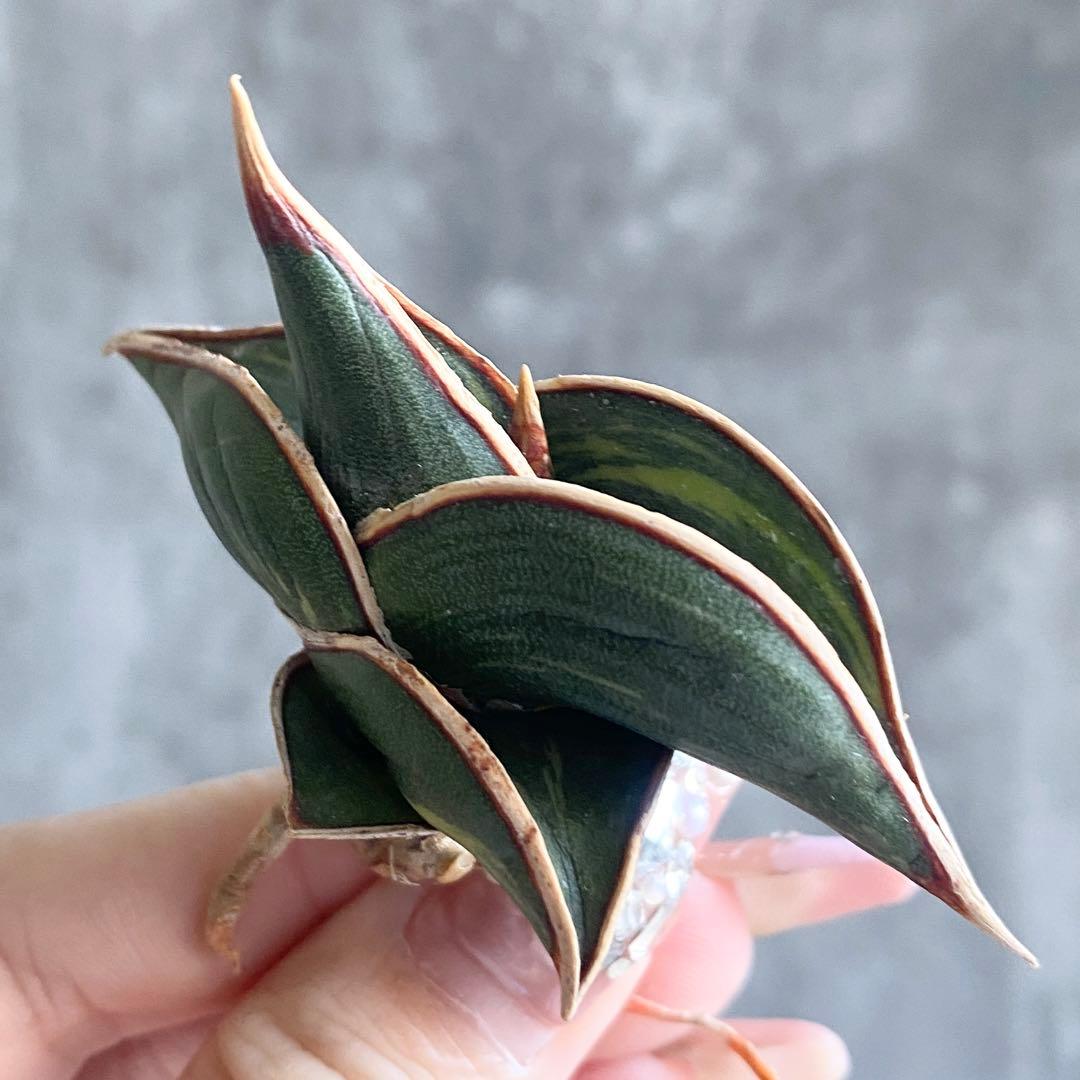 バ*ズ様 S11783★オークション販売★ サンスベリア ロリダ 極上斑入り株！