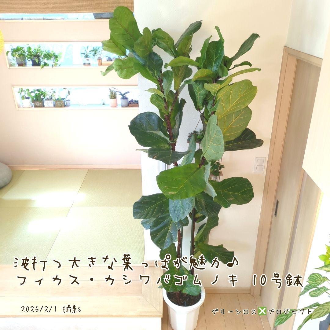 【高橋涼介LOVE⚠群馬県】フィカス・カシワバゴムノキ10号鉢