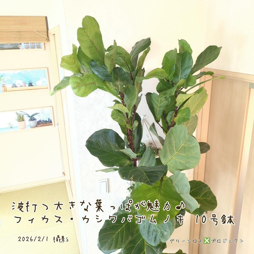 【高橋涼介LOVE⚠群馬県】フィカス・カシワバゴムノキ10号鉢